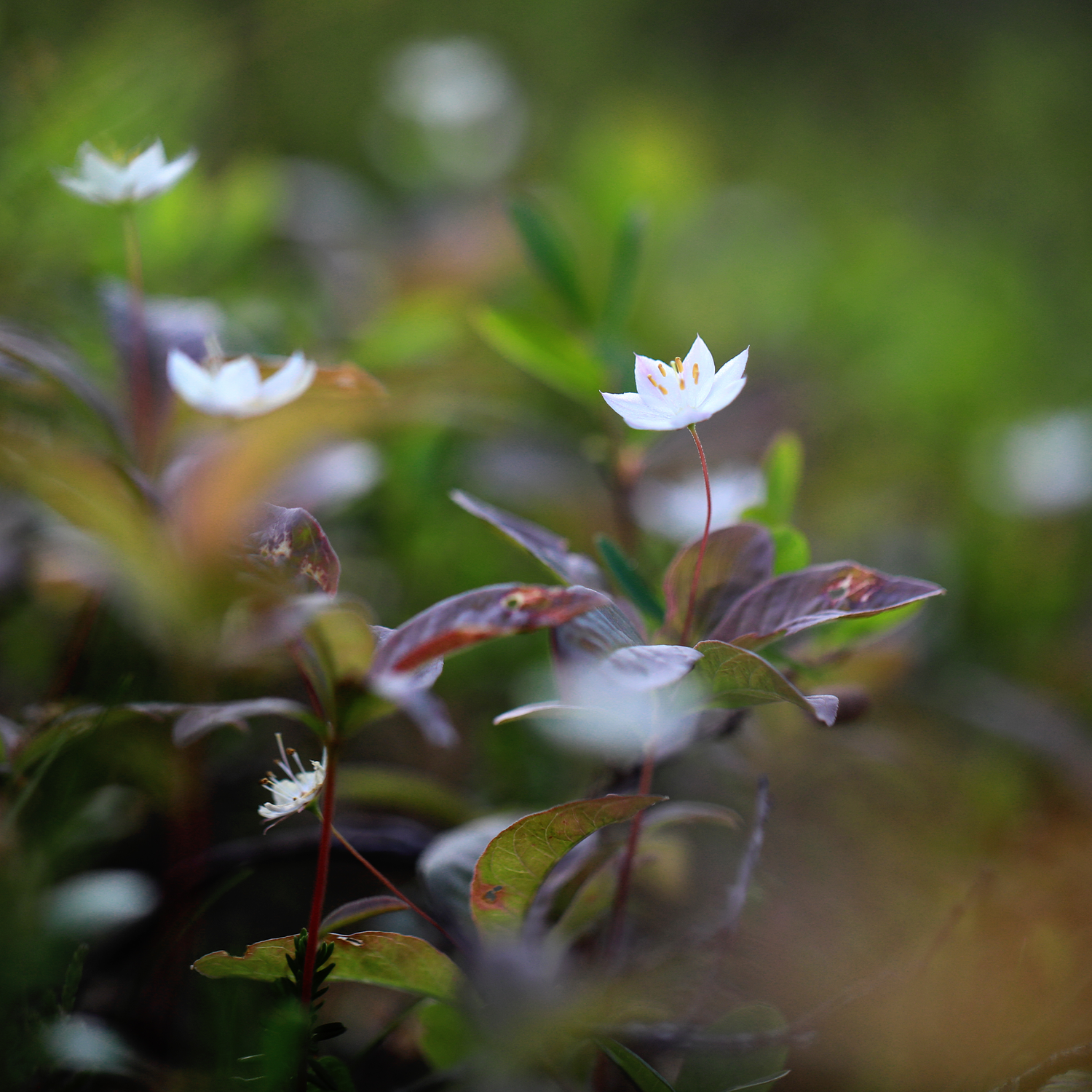 Metsämarja Kitchen Towel